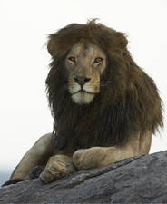lion male